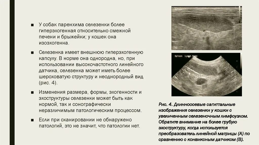 Эхогенность селезенки. УЗИ селезенки норма. Можно собакам селезенку