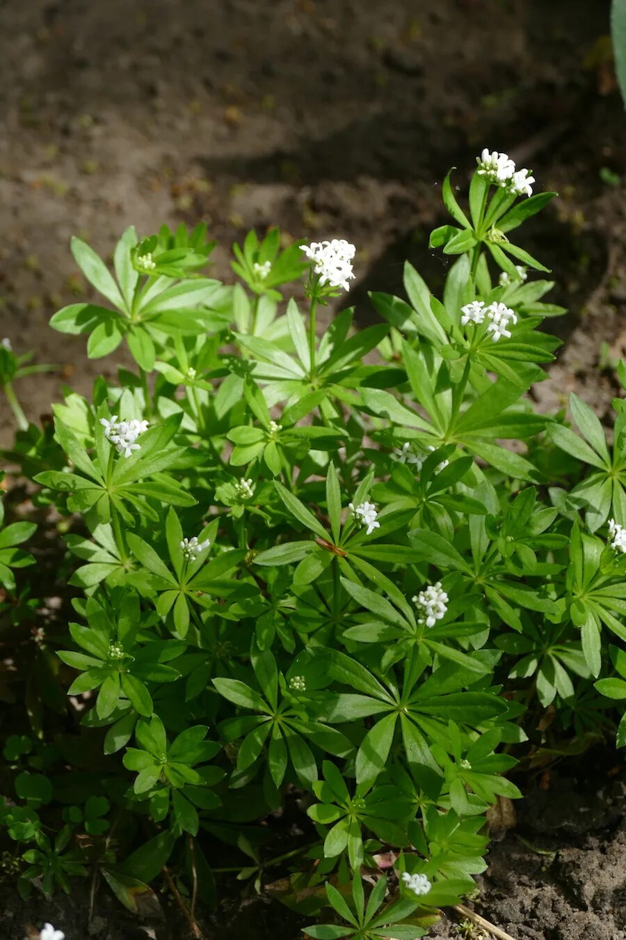 Ясменник пахучий. Подмаренник душистый (galium odoratum). ясменник. ясменник душистый (жасминник).