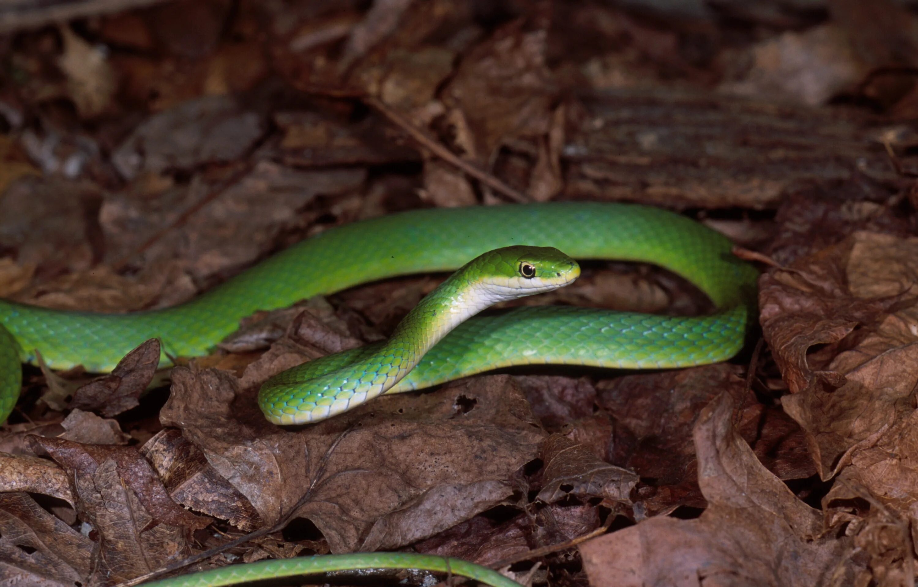 Emerald Tree Boa Snake wallpaper, Beautiful snakes, Snake