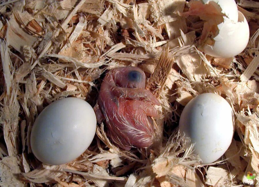 Сколько сидит голубей на яйцах. Горлица высиживает яйца. Птица высиживает яйца голубь. Голубиные яйца и птенцы. Попугай высиживает яйца.