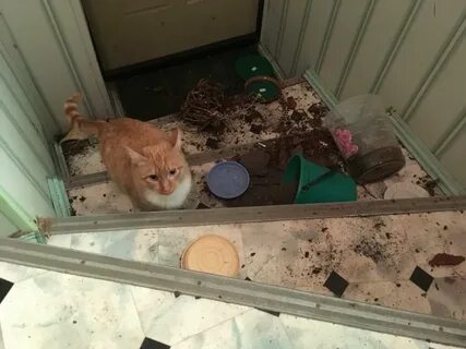 Включи соседи кота
