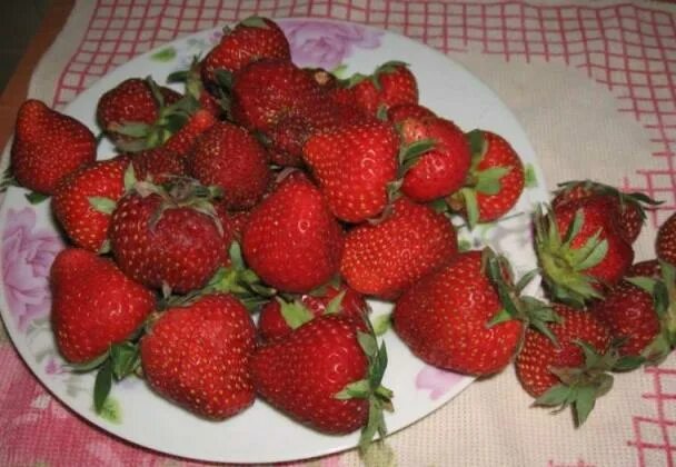 Клубника Полка: описание сорта, фото, отзывы садоводов