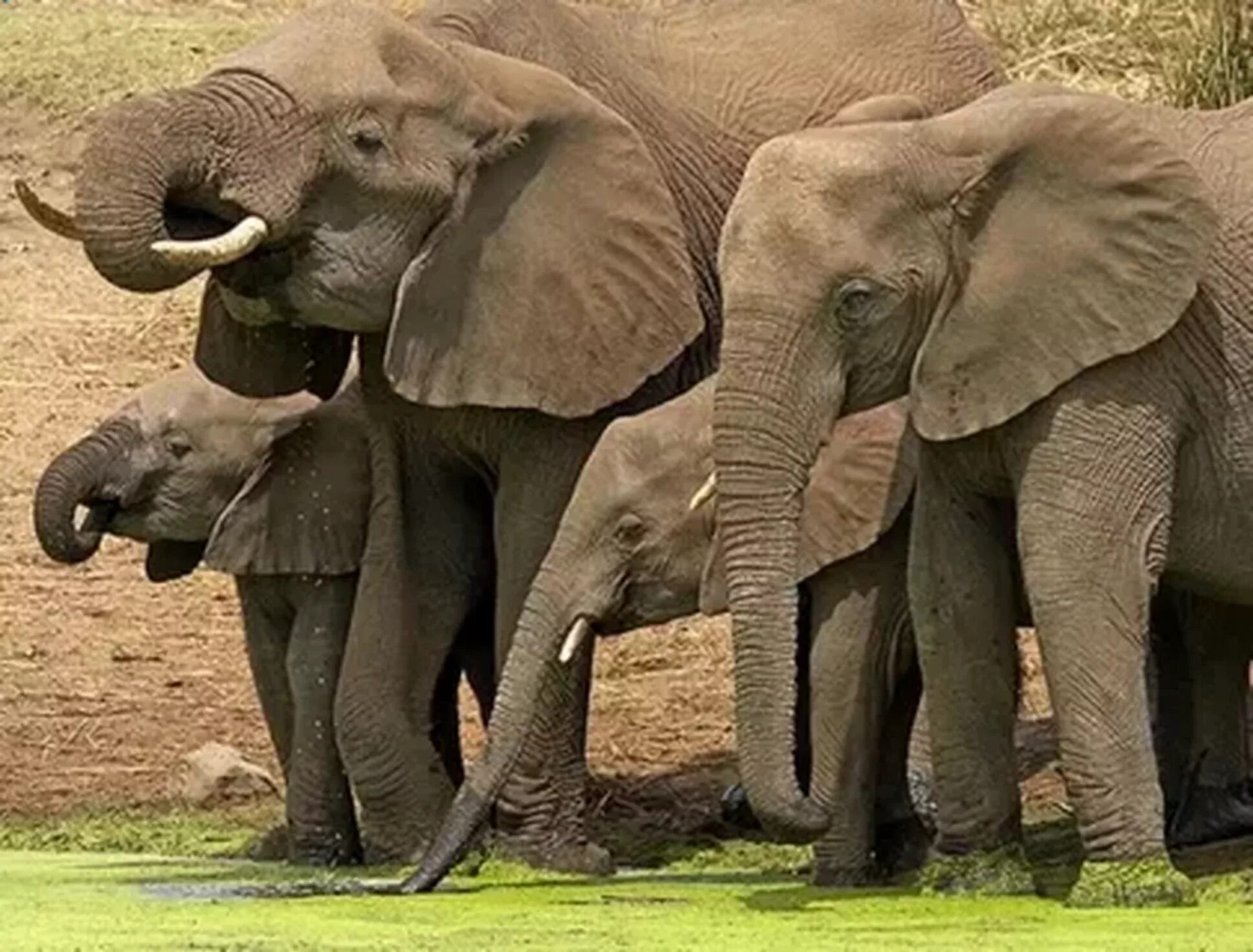 4 слоника. Слон фото. Слоны фото. Слон и Слоненок. Слоны и Слонята.