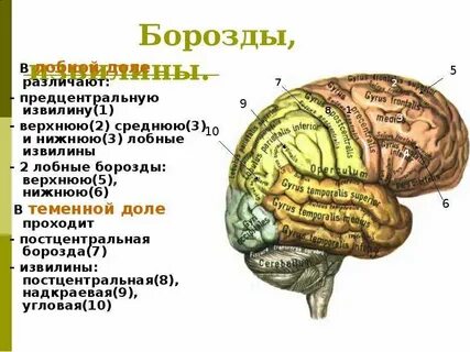 5 борозда