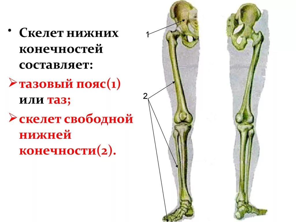 Нижние конечности являются. Строение скелета пояса нижних конечностей. Кости нижней конечности человека. Пояс нижних конечностей и свободная конечность. Кости скелета свободной нижней конечности человека.