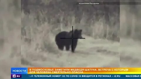 Поймали ли медведя в красноярске