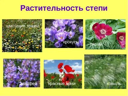 Растения степи 4 класс окружающий мир