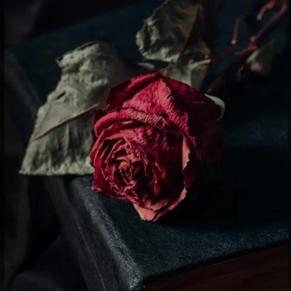 Умирающие розы песня