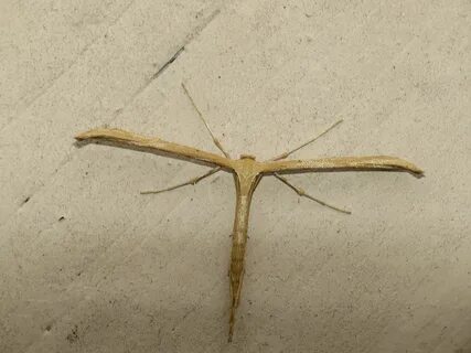 Emmelina monodactyla