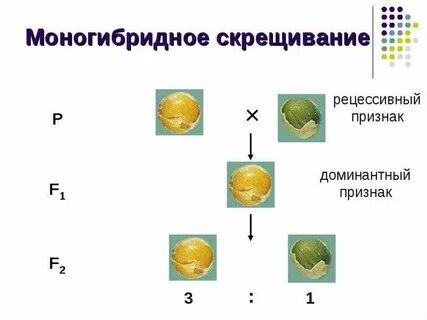 Скрещивание рецессивных признаков
