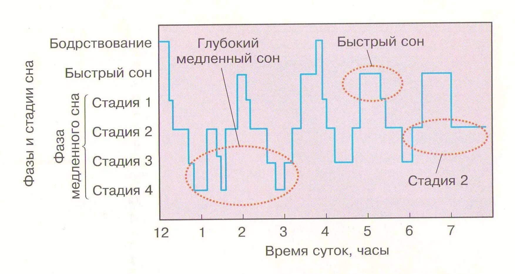 Состоянии быстрого сна. Фазы сна человека диаграмма. Фазы сна схема цикла. Фазы сна человека в графике. Структура сна фазы медленного и быстрого сна.