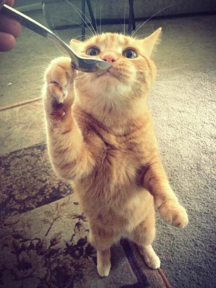 Где есть кот. Прикольный кот. кот с ложкой. коты из приколов. кот в ложке отражение.