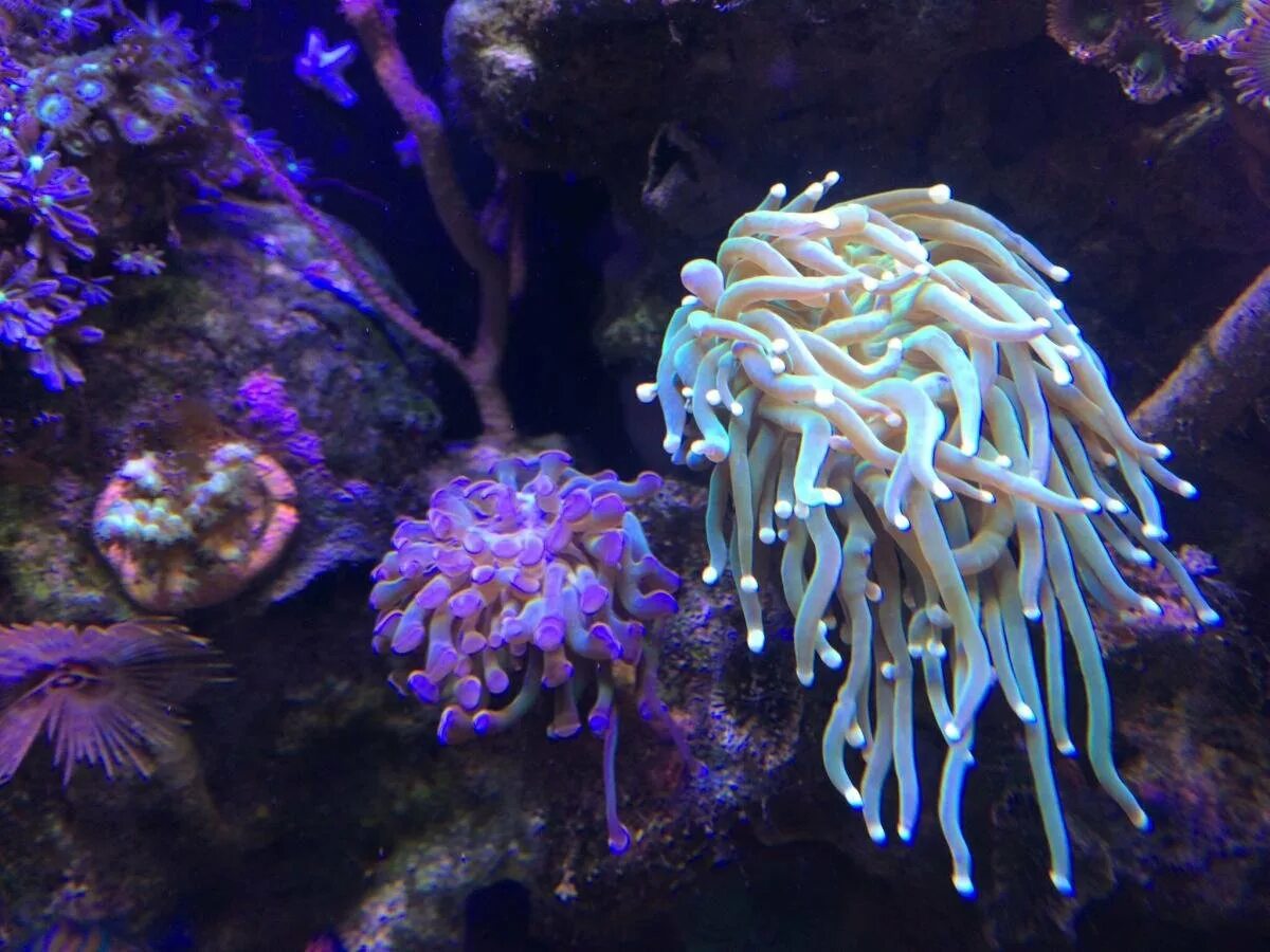 Кишечнополостные класс полипы. Коралловые полипы кишечнополостные. Актиния кишечнополостные. Коралловые полипы (anthozoa). Коралловые полипы кишечнополостные.