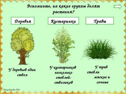 Какой формы трава