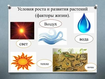 Факторы жизни растений таблица
