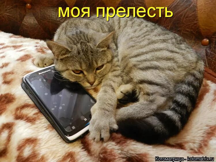 В этом их прелесть. Котик прелесть. моя прелесть котик. современный кот.