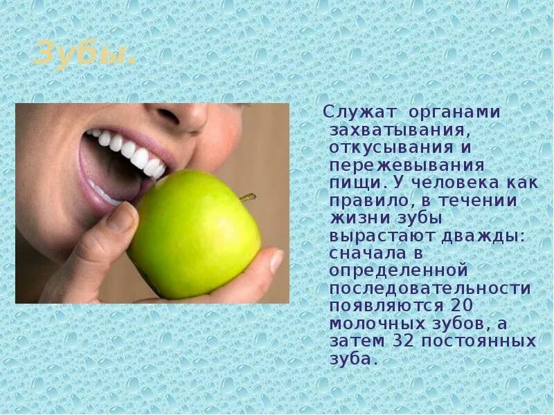 У человека сначала вырастают зубы а затем. Зубы для откусывания пищи. какие зубы для откусывания пищи. резцы служат для захватывания и откусывания пищи. откусывание пищи обеспечивают.