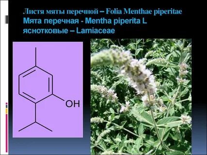 Систематика мяты