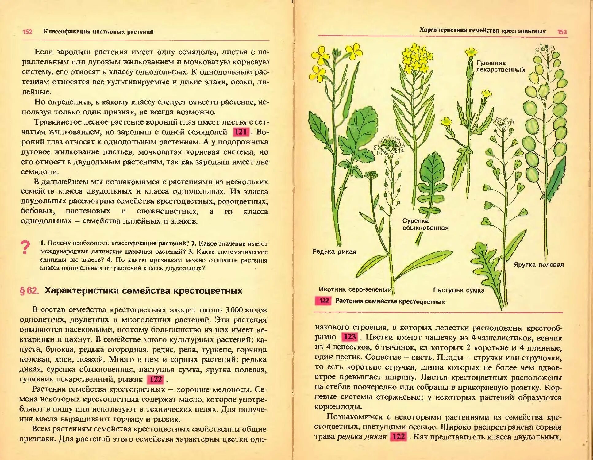 Гулявник сурепка. Сорные крестоцветные растения. Крестоцветные сорные растения список. Семейство крестоцветные Дикая редька характеристики. Крестоцветные описание