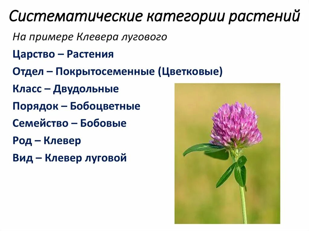 Картинки КЛЕВЕР МОРФОЛОГИЧЕСКИЙ КРИТЕРИЙ