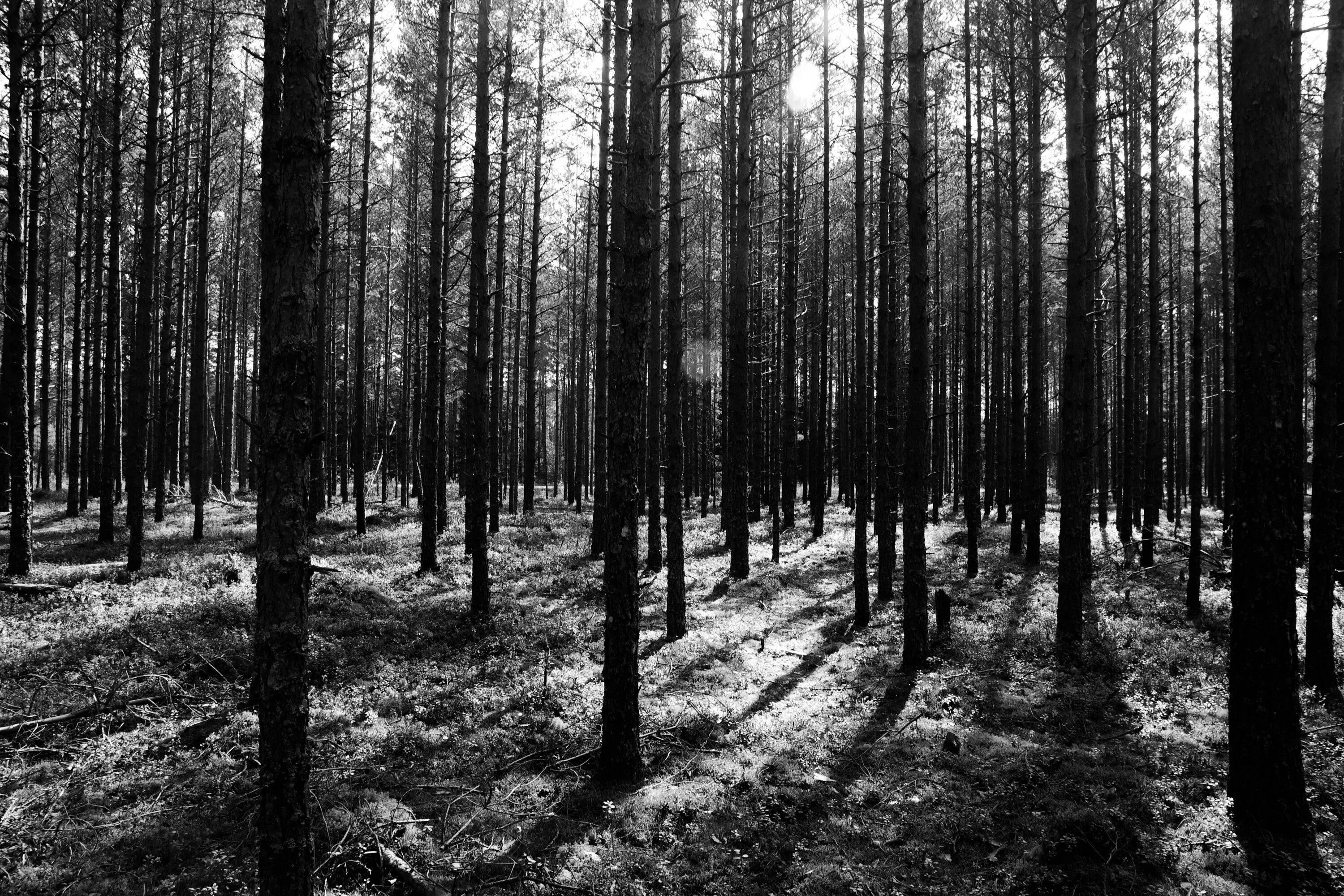 Самый черный лес. «Чёрного леса»Шварцвальда. Чёрно белый лес. Лес в чернобедом цвете. Хвойный лес.