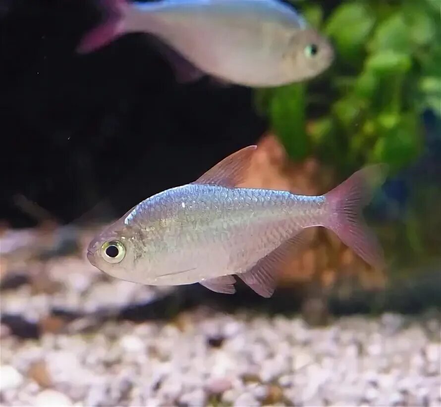 Тетра сапфировая. Хифессобрикон эквадорский (сапфировая тетра). hyphessobrycon columbianus. тетра колумбийская сапфировая. hyphessobrycon robertsi.