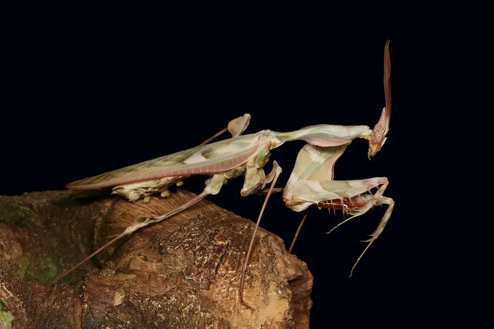 Богомол призрак. Богомол Idolomantis diabolica. Богомол чертов цветок. Богомол Дьявольский цветок. Орхидейный богомол цветок дьявола.