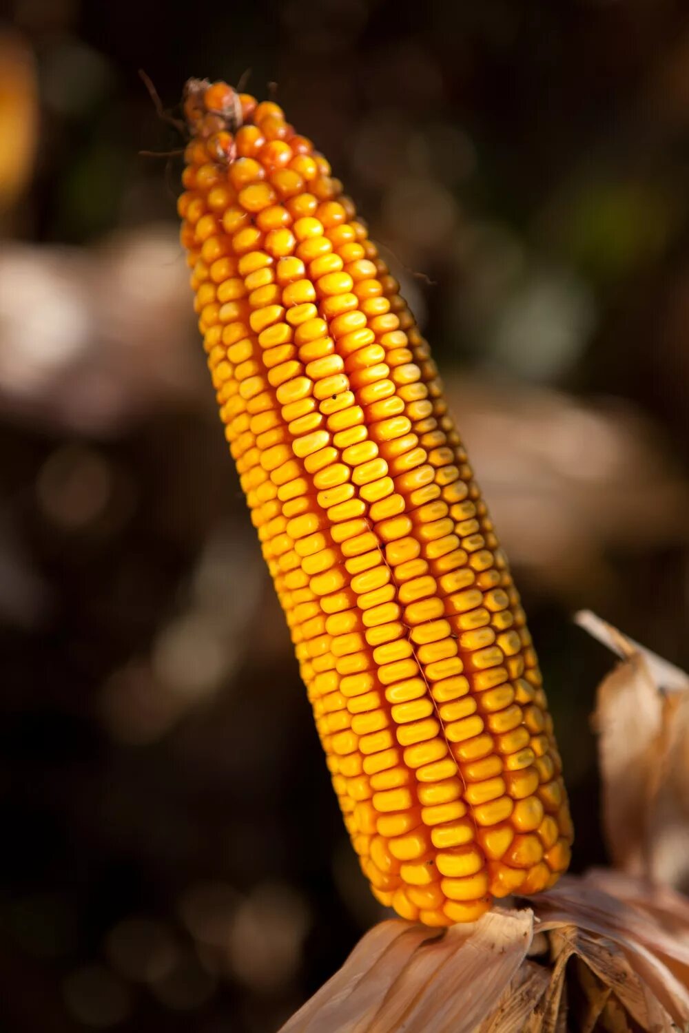 Характеристика кукурузы. Ладожский 292 гибрид кукурузы. Гибрид кукурузы п7043. Ладожская кукуруза. Ладожские гибриды кукурузы.