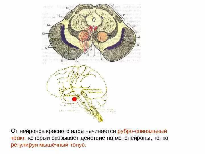 Средний мозг включает в себя