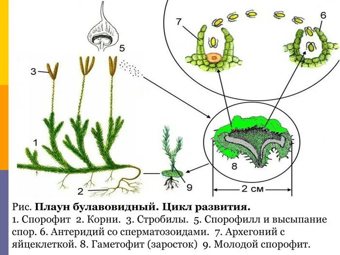 Спора какой жизненный цикл. Спора какой жизненный цикл