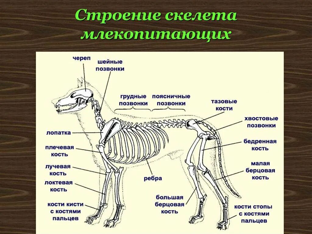 Опорно двигательная система млекопитающих 7 класс. Скелет млекопитающих схема биология 7 класс. Опорно двигательная система млекопитающих схема. Скелет собаки строение схема. Внутренне строение собаки скелета.