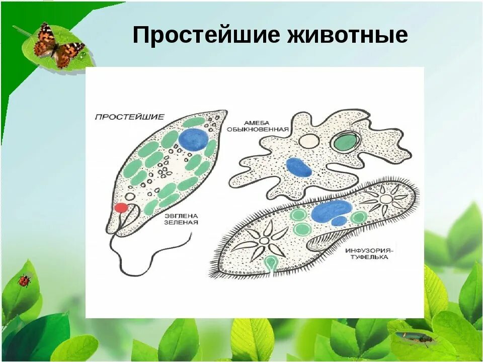 3 простейших моделей. Простейшие одноклеточные животные. Примеры простейших животных. Одноклеточное животное. Одноклеточные животные или простейшие.