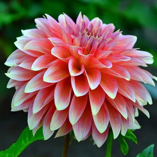Как выглядит цветок георгин Stunning Dahlia Flowers from Local Flower Farms