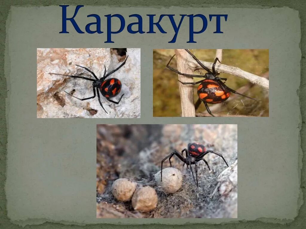 Каракурт википедия. Каракурт паук. Паук Каракурт обитает. Кокон каракурта. Каракурт самец.