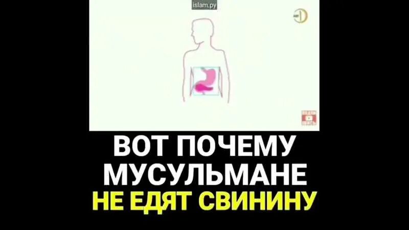 Почему мусульмански нельзя. Мусульмане не едят свинину. Почему мусульманам запрещено есть свинину. Почему мусульмани не едяь свинина. Почему есть свинину харам.