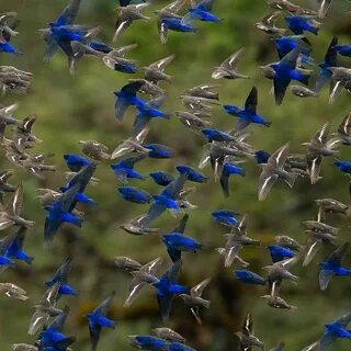 Birds wordwall