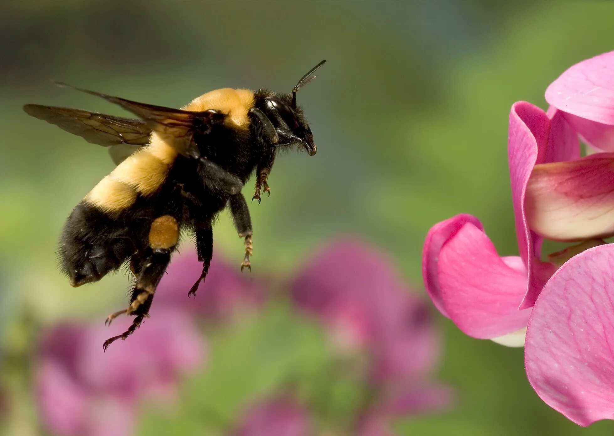 Зип шмель. Степной шмель bombus fragrans. шмель армянский - bombus armeniacus. bombus bombus шмель. шмель моховой bombus muscorum.