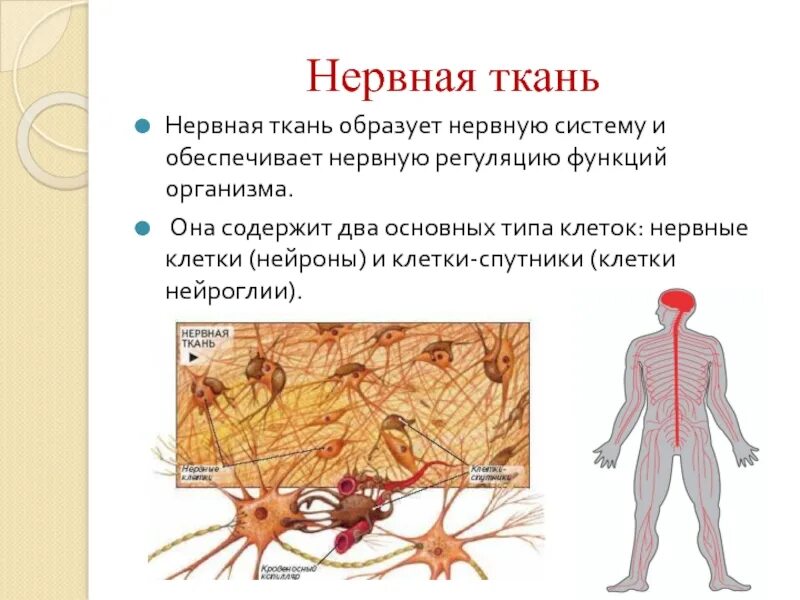 Функция нервной ткани 8 класс биология. Нервная ткань функции 5 класс биология. Нервная ткань человека 8 класс биология. Функции нервной ткани 7 класс биология.