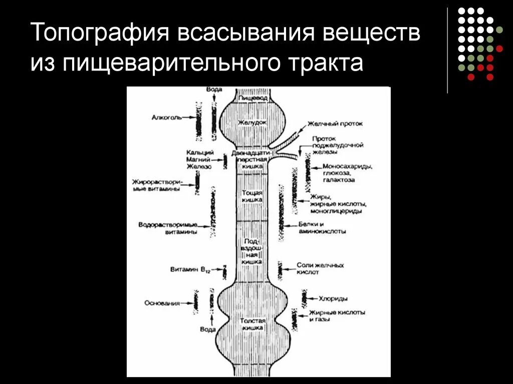 Всасывание веществ в ЖКТ таблица. Всасывание веществ в пищеварительной системе таблица. Топография всасывания. Всасывание различных веществ в ЖКТ.