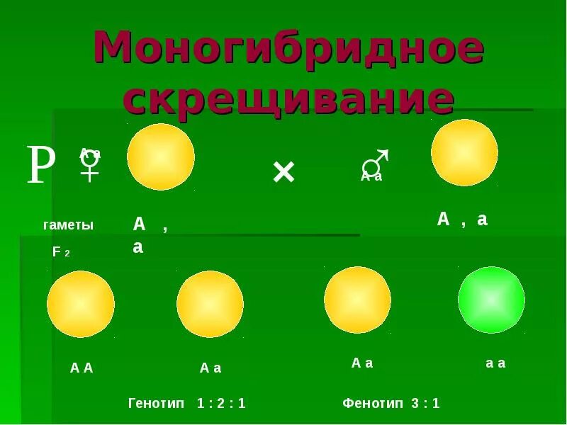 Моногибридное скрещивание рецессивный признак. Многогибриднле скрещивание. Моногибридное скрещивание это в биологии. Схема моногибридного скрещивания.