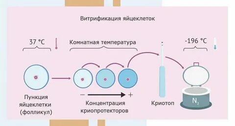 Зачем замораживать яйцеклетки