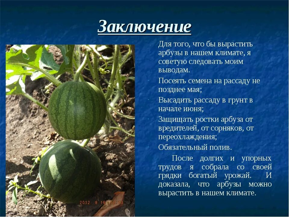 Арбуз описание растения. Краткое описание арбуза. Арбуз для презентации. Культурные растения Арбуз. Когда в подмосковье сеять арбуз и дыню