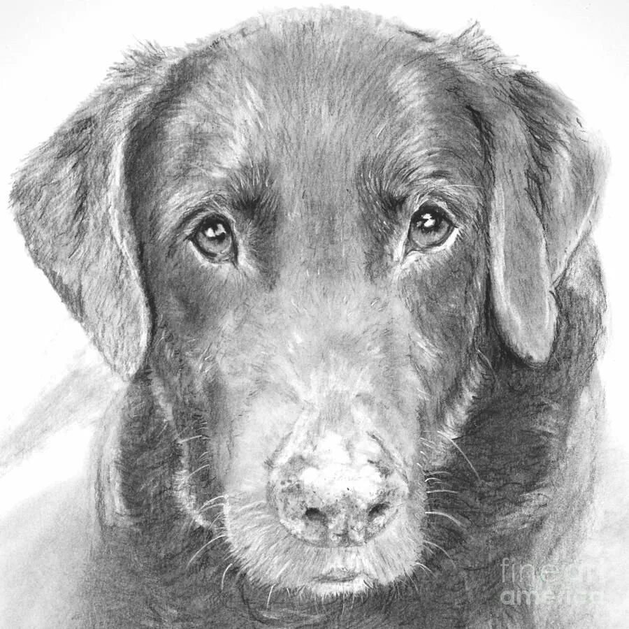 Собака рисунок. Собака карандашом. Собака Графика карандашом. Собака рисунок карандашом реалистичный. Рисунок собаки графика