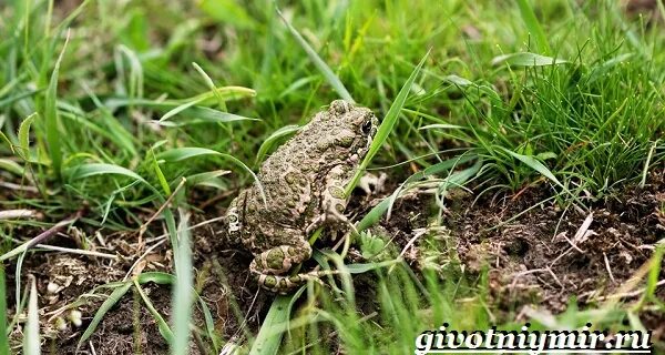 Как избавиться от лягушек на участке. Земляная жаба живородящая. Земляная лягушка. Земляная жаба на огороде. Зеленая Земляная жаба.