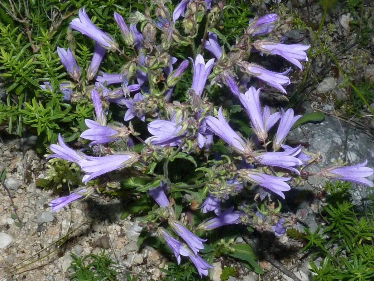 Колокольчик используется. Campanula sibirica. Колокольчик Сибирский полевой. Колокольчик Сибирский описание. Колокольчик полевой полезные свойства.