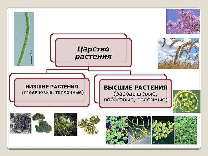 Царство растений низшие и высшие. Низшие растения. Высшие растения и низшие растения. Царства растений высшие растения низшие растения.