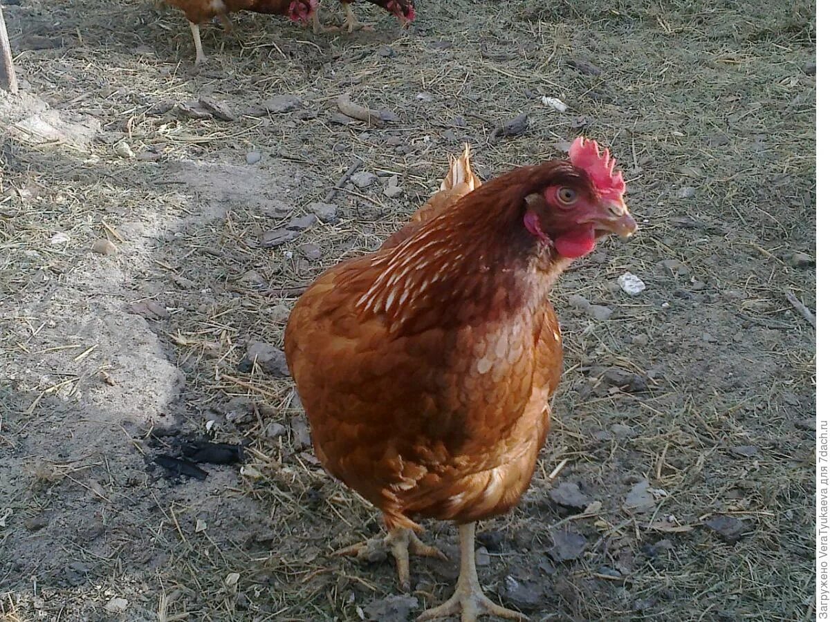 Где купить живой курицу. Казахская курица. Куры в казахской степи. Петух Ломан Браун фото. Курочка таможня.