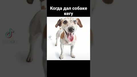 Собаку взорвало кегой