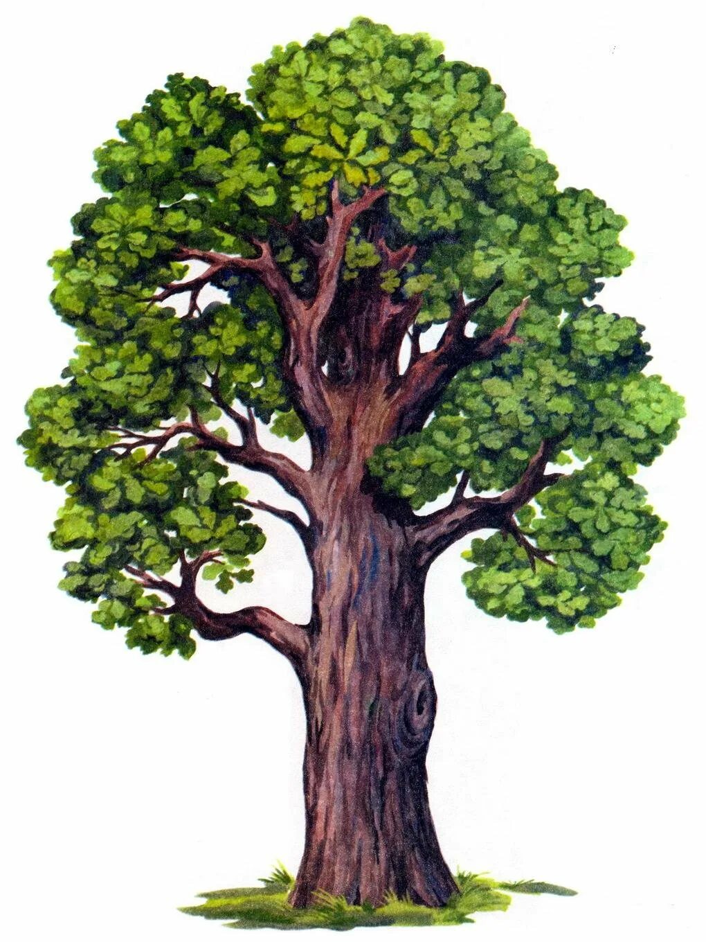 Дерево окружающий. Дуб картинка для ДОУ. Инфа о дубе. Картинка для детей медный дуб. Распечатать дуб с подписью.