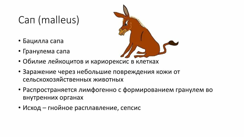 Сап приветствие. САП инфекционное заболевание. САП расшифровка заболевание. САП возбудитель заболевания.